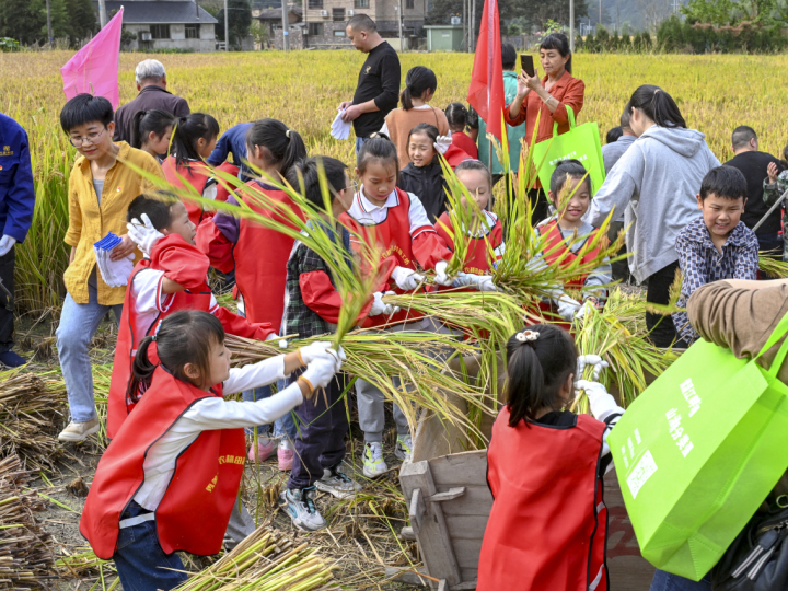 临安“秀美后葛”稻田丰收节,沉浸式共享丰收喜悦