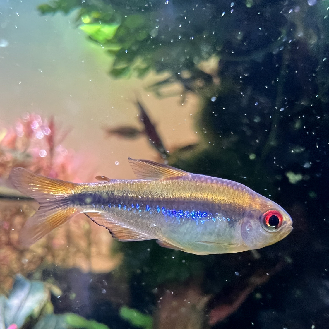 寒假随手拍刚种了迷你牛毛