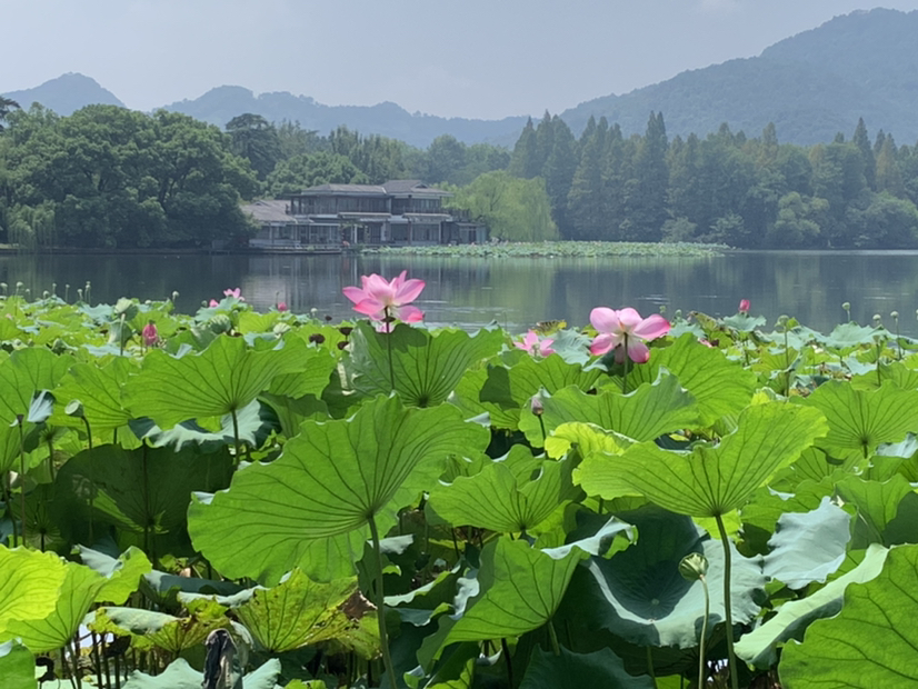 杭州入夏第一天的静谧花园
