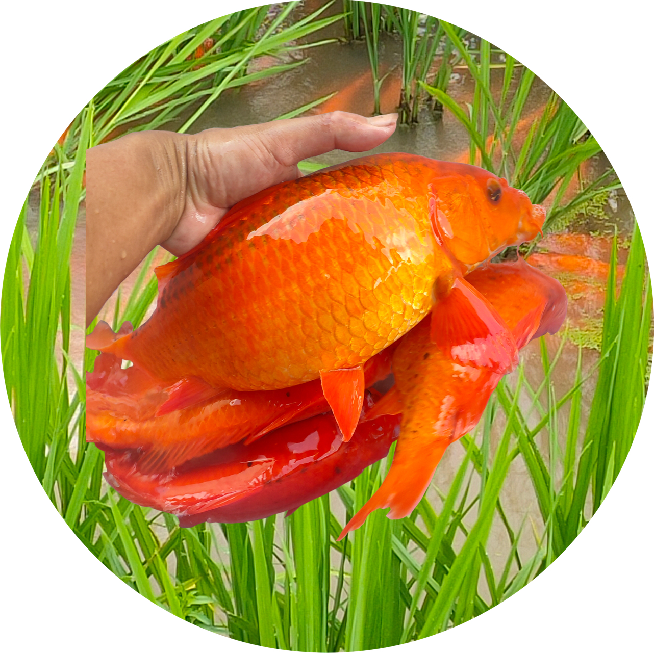 63@永嘉田鱼·2022-02-112021年无人机年度总结,航拍楠溪江.